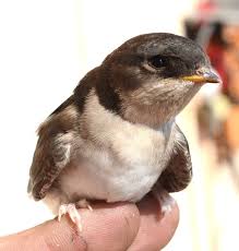 Attēlu rezultāti vaicājumam “Delichon urbicum”