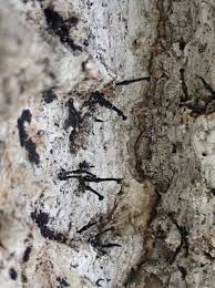 Attēlu rezultāti vaicājumam “Trapelia coarctata”