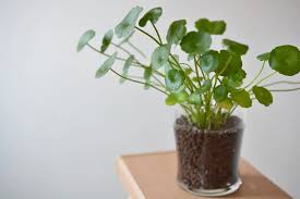 「銅錢草」的圖片搜尋結果