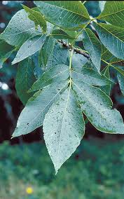 Attēlu rezultāti vaicājumam “Carya ovata leaf”