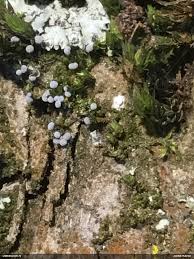 Attēlu rezultāti vaicājumam “Badhamia capsulifera var. arborea”