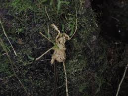 Attēlu rezultāti vaicājumam “Torrubiella arachnophila”