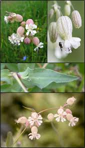 Attēlu rezultāti vaicājumam “Silene vulgaris flower”
