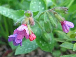 Image result for Pulmonaria officinalis