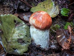 Attēlu rezultāti vaicājumam “Leccinum melaneum”