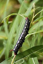 Attēlu rezultāti vaicājumam “Hyles gallii imago”