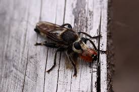 Attēlu rezultāti vaicājumam “Laphria gibbosa”