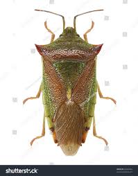 Attēlu rezultāti vaicājumam “Elasmostethus interstinctus imago”