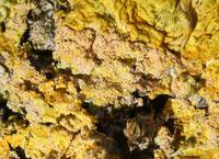 Attēlu rezultāti vaicājumam “Erythricium aurantiacum”