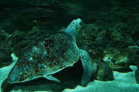 Image result for Lepidochelys olivacea