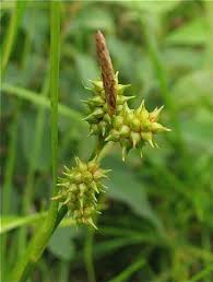 Attēlu rezultāti vaicājumam “Carex viridula flower”