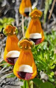 Image result for Calceolaria