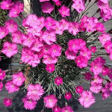 Image result for Dianthus gratianopolitanus