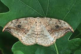 Attēlu rezultāti vaicājumam “Drepana falcataria”