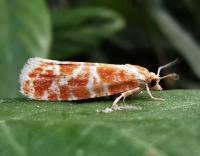 Attēlu rezultāti vaicājumam “Rhyacionia pinicolana”