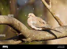 Image result for Zenaida macroura