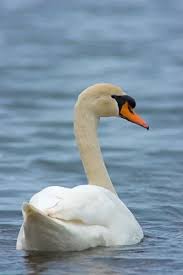 Attēlu rezultāti vaicājumam “Cygnus olor”