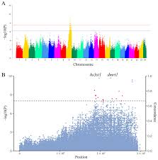 Image result for Argyrosomus inodorus