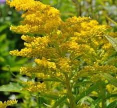 Attēlu rezultāti vaicājumam “Solidago virgaurea leaf”