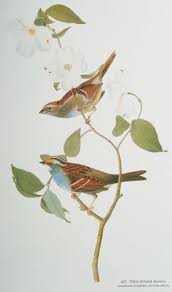 Image result for Zonotrichia albicollis