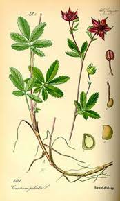 Attēlu rezultāti vaicājumam “Comarum palustre leaf”