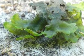 Attēlu rezultāti vaicājumam “Aneura pinguis”