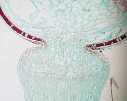 Attēlu rezultāti vaicājumam “Sphagnum sporophyte”