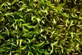 Attēlu rezultāti vaicājumam “Oxystegus tenuirostris”