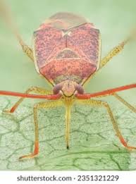 Attēlu rezultāti vaicājumam “Pantilius tunicatus”