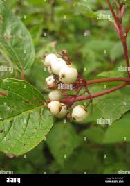 Attēlu rezultāti vaicājumam “Cornus sericea fruit”