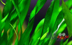 「扭蘭」的圖片搜尋結果