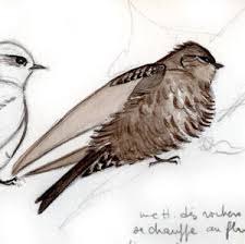 Image result for Ptyonoprogne rupestris