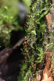 Attēlu rezultāti vaicājumam “Lamproderma ovoideum stalked”