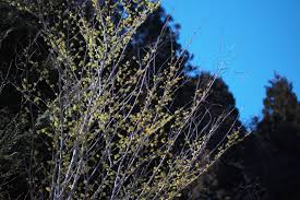 Attēlu rezultāti vaicājumam “Hamamelis japonica leaf”