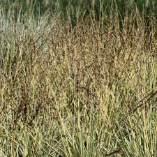 Attēlu rezultāti vaicājumam “Molinia caerulea”