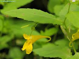 Attēlu rezultāti vaicājumam “Impatiens noli-tangere flower”