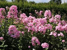 Image result for Phlox (großblumig)