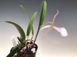 Attēlu rezultāti vaicājumam “Hippodamia notata”