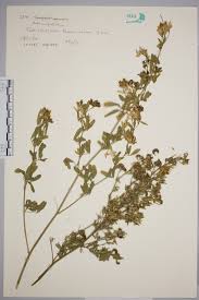 Attēlu rezultāti vaicājumam “Medicago sativa subsp. falcata”