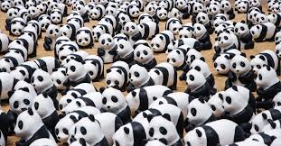 Image result for pandas