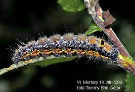 Attēlu rezultāti vaicājumam “Clostera pigra”