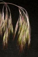 Attēlu rezultāti vaicājumam “Anisantha tectorum”