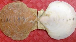 Image result for Placopecten magellanicus