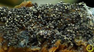 Attēlu rezultāti vaicājumam “Collaria arcyrionema”