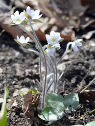Attēlu rezultāti vaicājumam “Hepatica nobilis bud”