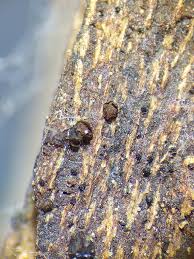 Attēlu rezultāti vaicājumam “Licea testudinacea spores”