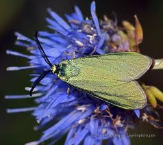 Attēlu rezultāti vaicājumam “Adscita statices”