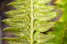 Attēlu rezultāti vaicājumam “Polystichum lonchitis”