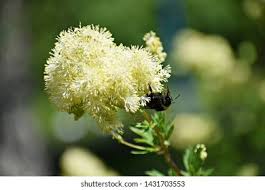 Attēlu rezultāti vaicājumam “Thalictrum lucidum flower”