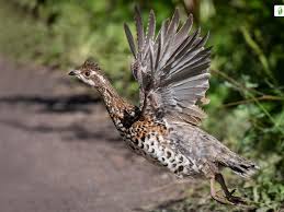 Attēlu rezultāti vaicājumam “Tetrastes bonasia juvenile”